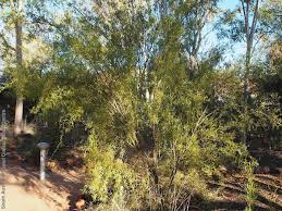 Image result for Carissa spinarum