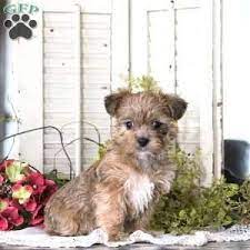 Shorkie Puppies For Sale Greenfield Puppies Shorkie Puppies Shorkie Puppies For Sale Greenfield Puppies