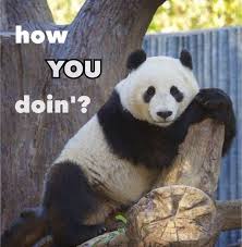 15 Hilarious Panda Memes That Will Make Your Saturday I Can Has Cheezburger Funny Panda Pictures Panda Funny Panda Meme