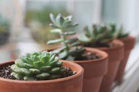 Check spelling or type a new query. Tips For Growing Healthy Succulents Needles Leaves