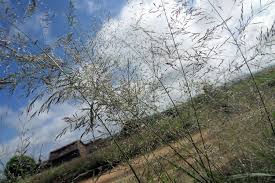 Image result for Eragrostis cylindriflora
