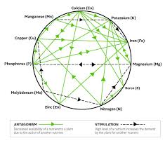 Mulders Chart Nutrient Interactions Essential Elements