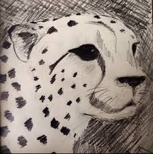 Fine art drawing scientific illustration of a cheetah. Pencil Sketches Of East African Animals Back To The Drawing Board Travels With My Art
