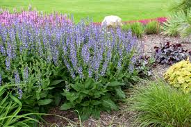 Image result for Salvia