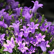 Get Mee Campanula Purple Flowers Www Bloomrite Com Campanula Flowers Purple Flowers Planting Flowers