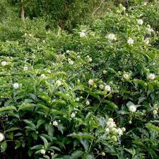 Image result for Cephalanthus