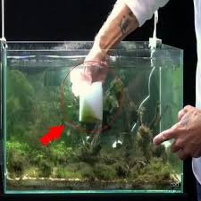 Pin On Aquascaping Freshwater Animals