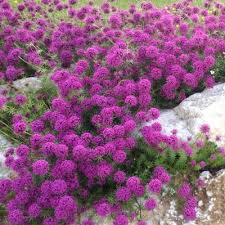 Image result for Crucianella