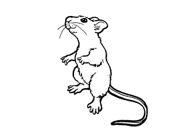 Vector illustration of rat isolated on white background. Free Printable Rat Coloring Pages For Kids Animal Coloring Pages Coloring Pages For Kids Cartoon Rat