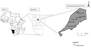 Image result for Thesium megalocarpum