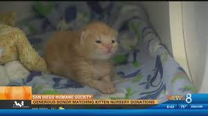 The city of san diego coordinates animal services operations with san diego humane society (sdhs) which serves as its primary animal control agency. Generous Donor Matching Kitten Nursery Donations For San Diego Humane Society Cbs8 Com