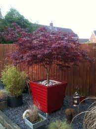 My Potted Acer Plant This Is My Favorite Plant In The Garden Grows On You Small Japanese Garden Japanese Maple Garden Japanese Garden