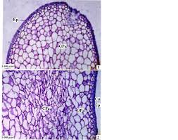 Image result for Bridelia duvigneaudii