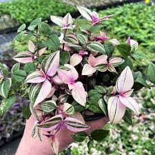 Image result for Tradescantia zebrina