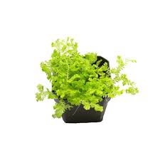 Image result for Selaginella kalbreyeri
