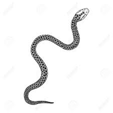 Black And White Snake Clipart Cute Snake Drawing Illustration Black Serpent Isolated On A White Background Tattoo Design Venomous Reptile Drawn Wi Snake Drawing Drawings Drawing Illustrations