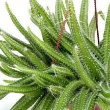 The name cacti or cactus has been adopted by the masses as the universal term to describe succulent by including what are not cacti, cactiguide.com can be a more useful guide through the process of elimination. Pin On Over 400 Different Foliage Varieties