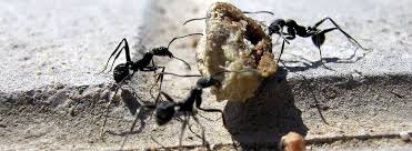 Ameisen im haus oder in der wohnung vorbeugen. Tipps Und Hausmittel Gegen Ameisen Die Wirklich Helfen
