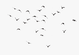 Video search results for transparent background birds. Birds Flying Transparent Background Hd Png Download Transparent Png Image Pngitem