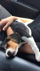 Pin By Southerncomfortoutlaw On Puppies In 2020 Beagle Dog Cute Beagles Beagle Puppy