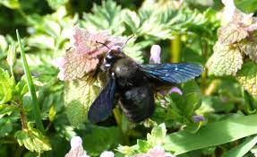 Bumblebees look a little bit like their cousins, the honey bee, but they are not the same. Bumble Bee Stick To Plan Bee