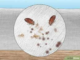 Image result for bed bugs droppings