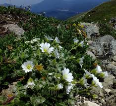 Image result for Cerastium indicum