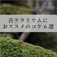 苔テラリウムにおすすめのコケ６選 ガラス容器の中でコケを育てる苔テラリウム 小さなコケの森 シリーズなど 道草michikusa 苔クリエイター 石河英作がコケ植物を中心に育てて楽しむ植物の企画販売を行っています そのほか 苔について詳しく説明したコケ図鑑や