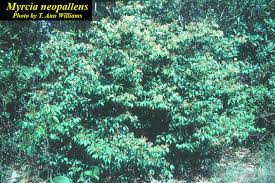 Image result for Tricalysia pallens