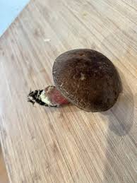 Image result for Xerocomellus diffractus