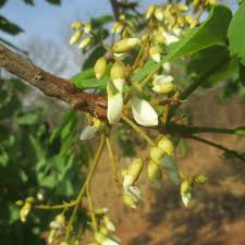 Image result for Xeroderris stuhlmannii