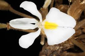 Image result for Baphia bequaertii