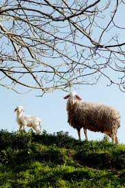 Cannelle Et Vanille Sheep Pet Birds Animals