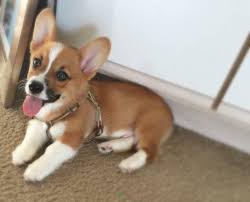 This makes it an excellent selection for a guard dog. Corgi Pets And Animals For Sale Minnesota