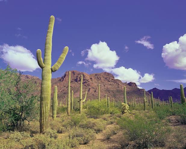 Arizona | Geography, Facts, Map, & History | Britannica