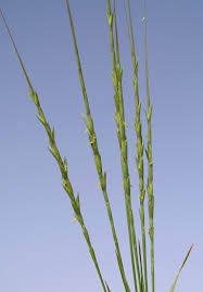 Image result for Synsepalum muelleri