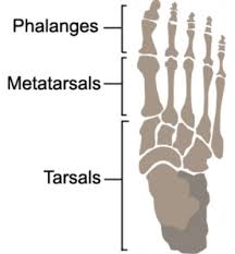 Image result for Metatarsal