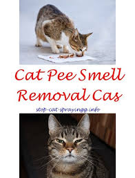Cat Urine Cleanses Why Does A Stray Cat Spray All Over My Yard How To Stop A Cat From Spraying Around The House Cat Spra Male Cat Spraying Cat Pee Smell
