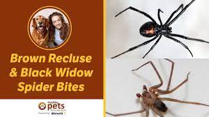 Black widow spiders have fangs. Dr Becker On Brown Recluse Black Widow Spider Bites Youtube