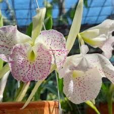 Image result for Whitfieldia brazzae