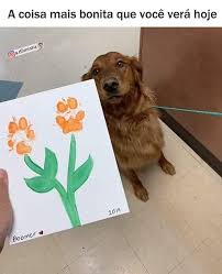 pin on memes divertidos sobre cachorros e gatos