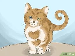 It might also signify the characteristics. How To Interpret A Dream Involving Cats 13 Steps With Pictures
