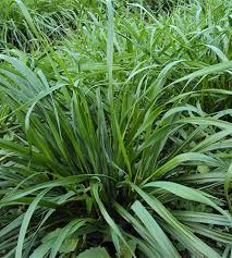 Image result for Lolium