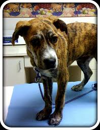 The greyhound pit bull mix is an intelligent and sensitive hybrid breed. Would You Call This A Pit Bull Virtuavet