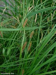 Image result for Carex cognata