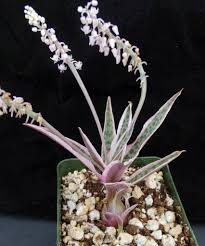 Image result for Ledebouria Unidentified sp. no3.