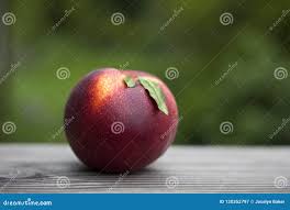 Ripe Red Juicy Peach Just Picked and Ready To Eat. Stock Image 