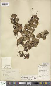 Image result for Dioscorea praehensilis