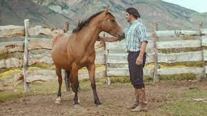 Wild Patagonian Horse Is Masterfully Tamed Wild Patagonia Bbc Earth Youtube