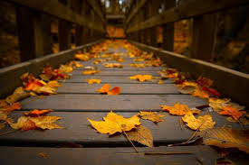 1001 Jolies Exemples D Images D Automne Pour Fond D Ecran Papier Peint Feuilles Photographie De L Automne Fond Ecran